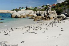 Brillenpinguin (140 von 148).jpg